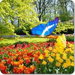 Mariposa Fondos Animados