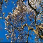meri blue nature APK