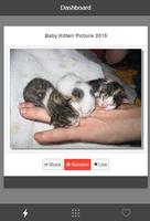 Baby Kitten Picture 2015 poster