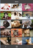 Baby Kitten Picture 2015 скриншот 1