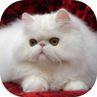 ikon Gambar Kucing Persia