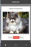 Gambar Kucing Persia โปสเตอร์