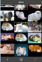 1 Schermata Gambar Kucing Persia