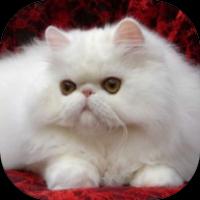 Gambar Kucing Persia syot layar 3