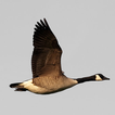 Goose hunting simulator:decoy calls. Geese hunting