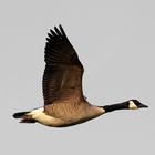 Goose hunting simulator:decoy calls. Geese hunting Zeichen