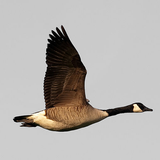 APK Goose hunting simulator:decoy calls. Geese hunting