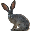 Rabbit Hunting Simulator- rabbiting (hare hunting) (Unreleased)