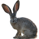 Rabbit Hunting Simulator- rabbiting (hare hunting) (Unreleased) icon