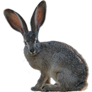 Rabbit Hunting Simulator- rabbiting (hare hunting) APK