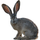 Rabbit Hunting Simulator- rabbiting (hare hunting) أيقونة