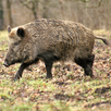 Hog Hunting Simulator - Decoy calls - Boar hunting (Unreleased) APK