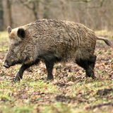 Hog Hunting Simulator - Decoy calls - Boar hunting (Unreleased)