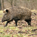Hog Hunting Simulator - Decoy calls - Boar hunting APK