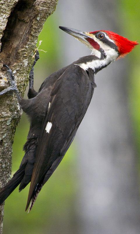 Woodpecker Wallpaper For Android Apk Download