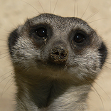 ”Animals Spot the Difference