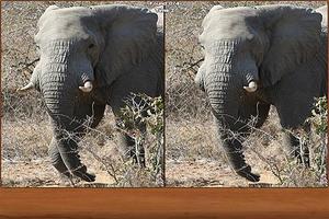 1 Schermata Safari Spot the Difference
