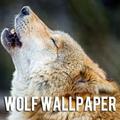 Wolf Wallpaper
