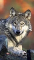 Wolf Wallpapers پوسٹر
