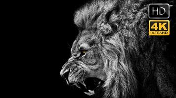 Lion Best Wallpapers plakat