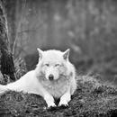Wolves Wallpaper 2018 Pictures HD Images Free APK