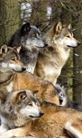 wolves live wallpaper plakat