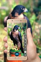 HD Camera پوسٹر