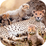 Wild Attack Cheetah Simulator biểu tượng