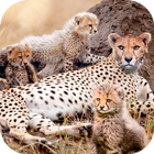 Wild Attack Cheetah Simulator أيقونة