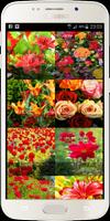 Wonderful flowers Images capture d'écran 1