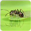 Ant Live Wallpaper APK