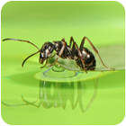 Ant Live Wallpaper icône