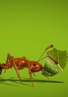 Ant Live Wallpaper โปสเตอร์
