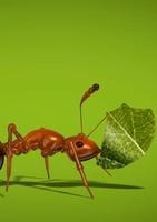 Ant Live Wallpaper স্ক্রিনশট 1