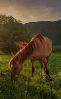 Horse poster