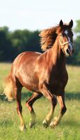 Horse screenshot 1