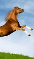 Horse screenshot 2
