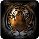 ”Tiger Live Wallpaper