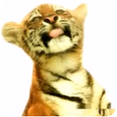 Tiger Licks Live Wallpaper APK