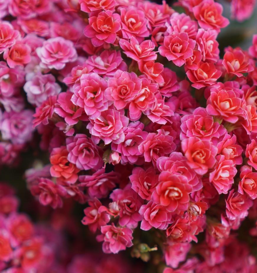 Flowers Garden Wallpaper APK for Android – Download Flowers Garden Wallpaper APK Latest Version from Flowers Garden Wallpaper APK for Android – Download Flowers Garden Wallpaper APK Latest Version from