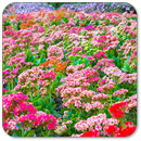 Flowers Wallpaper for chat APK