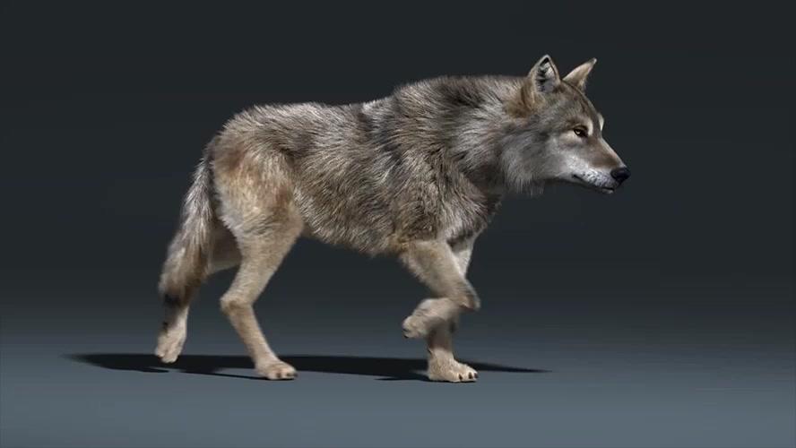Living wolfs. Анимированный волк. Волк гифы. Волк фото. Волк 3д.
