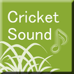Cricket Sound