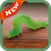 Worm Wallpaper
