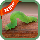 Worm Wallpaper APK