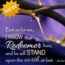 Amazing Words of Jesus Picture APK