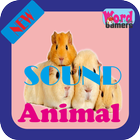 Animal's Sound icône