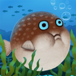 Puffy Blowfish