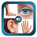 Learn Body Parts APK