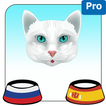 Blue Eyes Cat With Achille Predict Who Win Cup